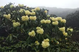 大理苍山杜鹃怒放，周末看花约不？图片