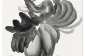图文教程——芭蕉画法图片