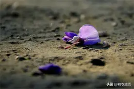 豪爽的人就是不一样，赏读辛弃疾，一笑出门去，千里落花风图片