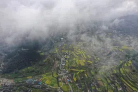 贵州大山发现金丝楠木王，有1700年树龄，村民说给5亿都不卖图片