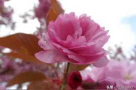 花开花落花满天 冬去春来又一年图片