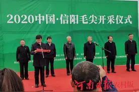 2020年信阳毛尖正式开采，市长倡导“一芽一叶”采摘图片