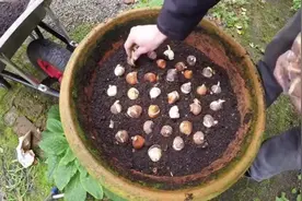 秋天买点郁金香球茎种院里，来年开花，开花后结种，还能分生繁殖图片