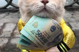 聪明的猫才会做的5件事，你家猫会做几个？图片