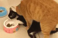 猫圈玄学，十橘九渣图片