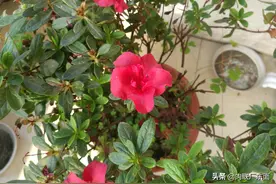 庚子四月初七，来阳台上看看杜鹃花、石竹和长寿花，清理残花图片