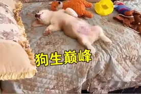 河南一女子下班回家发现自家狗子呼呼大睡，感叹自己活得不如狗图片