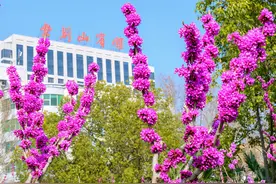 春色满园！郑州这里有一片紫色花海，唯美程度绝对超越你的想象图片