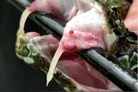 比五步蛇还凶猛，一条却价值上百万？看看中国最稀有的毒蛇图片