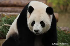 马来西亚海归暖暖公主的悠闲生活图片