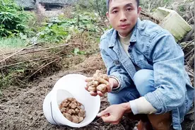洋姜好吃，你知道它的种植方法吗？大叔教你怎样种植洋姜才产量高视频封面