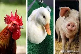 鸡头，鸭头，猪头，牛头，羊头，从它们的食用价值来分析养殖前景图片