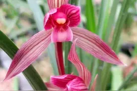 兰花界的女王—都江红素，红杆红花，兰香浓郁，花开后仙气十足图片