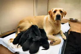 母狗把幼犬叼到你面前，不全是信任，还有这些意思图片
