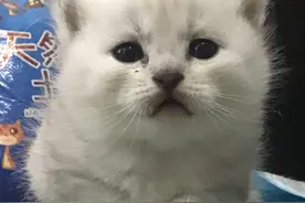 猫猫日记——小头猫妈妈与她的五个猫崽崽图片