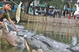 恒河遍地浮尸、骨灰、超级细菌，圣河成“剩河”巨鳖巨鲶无人问津图片