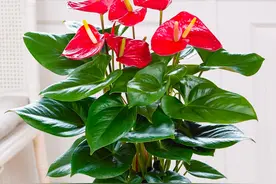 适合办公室几款开花植物图片