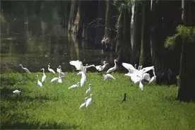 武汉这片“网红湿地”习飞幼鸟频频掉落水中 这对父子3年救起万余只“落水鸟”图片