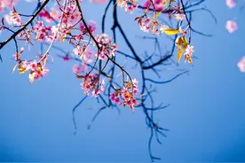 人与自然：倔强的黄蜂图片