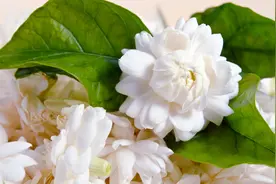 如何判断茉莉花扦插成功了？图片
