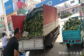 山东聊城：线下生鲜玉米也疯狂！亩产7000穗，产值近万元图片
