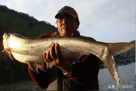 化绍新老师谈，逗鱼、扎蛤蟆、蚂蚁上树 图片
