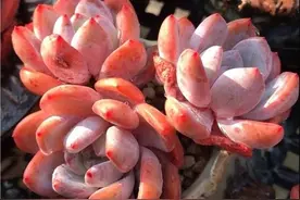 跌落神坛的20种多肉，当年贵到下不了手，现在终于可以随便买了图片