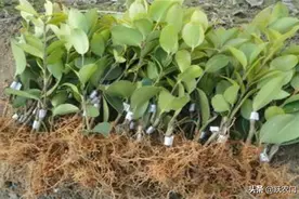 油菜栽培管理技术是怎样的？防治病虫害，能减少落花落果图片