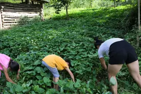 丈夫打工，29岁女子留守大山当爹又当妈，还种了10亩地养了20头猪图片