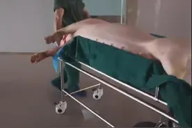 猪躺手术台“剥皮救人”，医院：用于病人皮肤移植，猪皮会自行脱落图片