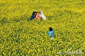 春游河北  |  邯郸：油菜花开春光美图片