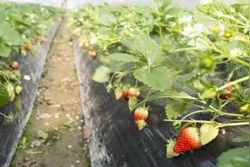 芸苔素如此流行，你真正会用吗？图片