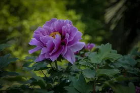 年年岁岁花相似，岁岁年年人不同图片