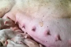 为什么母猪生产后会无乳少乳？是什么原因？该怎么预防和催乳图片