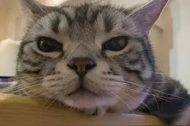 不想让猫尿在你的被窝里？这东西说不定管用图片