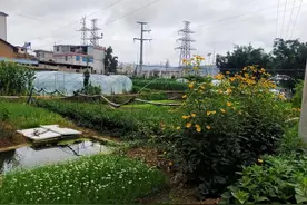 农民不出去打工，在家干什么能赚钱？我的几点建议分享图片