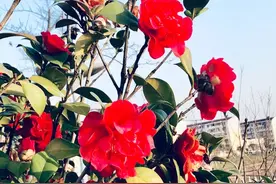 《山茶花》图片