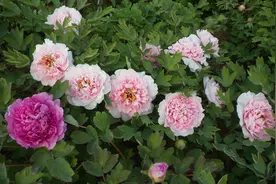 6种漂亮花，夏天“热死了”？留着枯叶子，秋天挤出一堆新芽图片