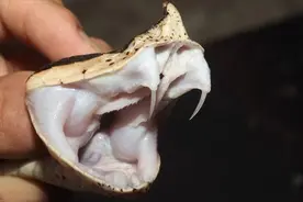 三角头的蛇有毒，圆头的蛇无毒？是否为毒蛇该这样分辨图片
