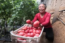 孝义市东盘粮村大棚经济富民图片