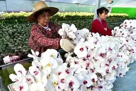 路边一堆的“高档花”，丢人也要捡，养俩月就开花，不比买的差图片