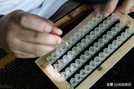 养蜂在于养蜂王，适时、优化、挑选，老蜂农育王经验分享图片