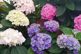 开完花的绣球花怎么修剪？老枝条太多，剪掉留新枝条可以吗？图片