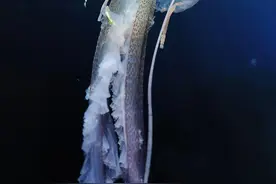 地球上现存最古老的生物是什么？图片