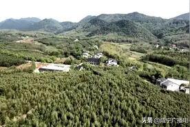 「咸宁食单」崇阳雷竹笋，鲜嫩香脆爽，越吃越“有味”图片