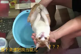 越南“准爷爷”把猫咪当婴儿，展示如何给娃洗澡，这手法你打几分图片