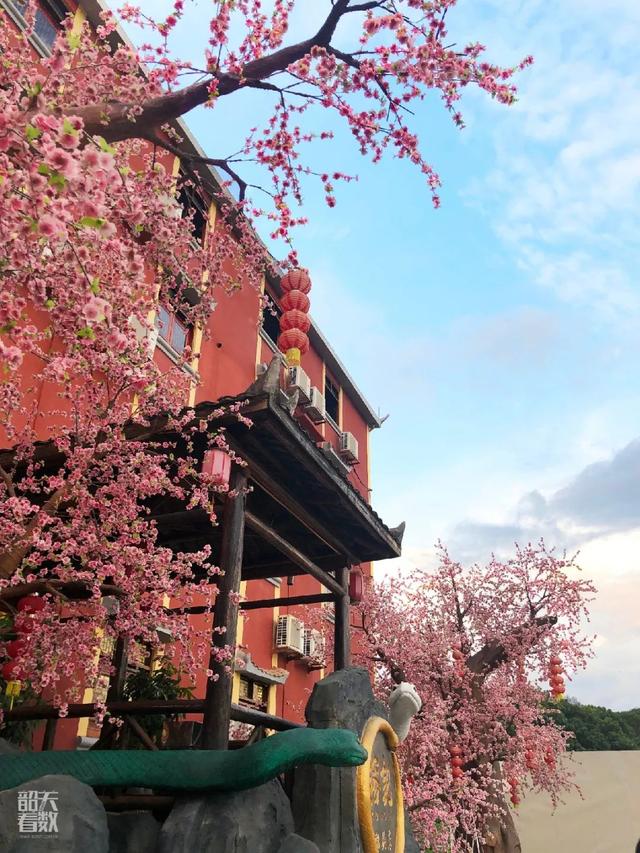 鳄鱼炖花胶功效与作用 2026年鳄鱼炖花胶功效与作用