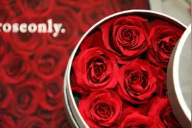 万里挑一 ROSEONLY永生花为爱正名图片