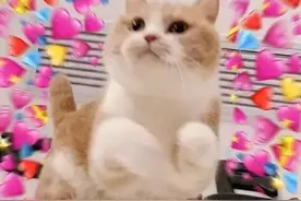 表情包 | 一组猫咪表情包图片图片