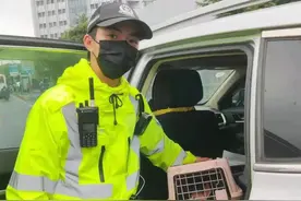 小奶猫被困高架桥 武汉交警携手志愿者暖心救助图片
